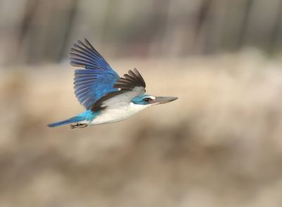 Collared Kingfisher -Todiramphus collaris