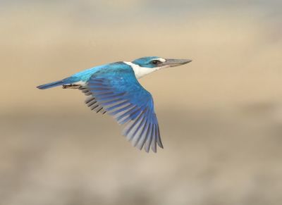 Collared Kingfisher -Todiramphus collaris