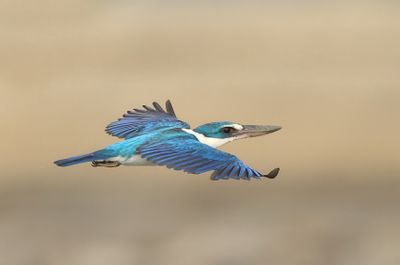 Collared Kingfisher -Todiramphus collaris