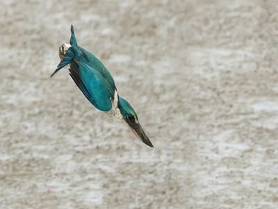 Collared Kingfisher -Todiramphus collaris