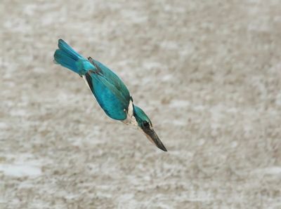 Collared Kingfisher -Todiramphus collaris