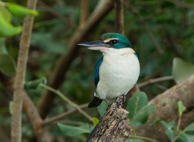 Collared Kingfisher -Todiramphus collaris