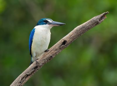 Collared Kingfisher -Todiramphus collaris