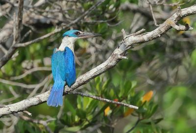 Collared Kingfisher -Todiramphus collaris