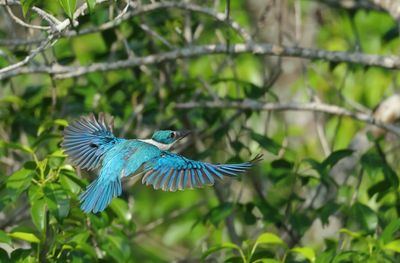 Collared Kingfisher -Todiramphus collaris