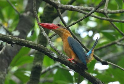 Stork-billed Kingfisher - Pelargopsis capensis