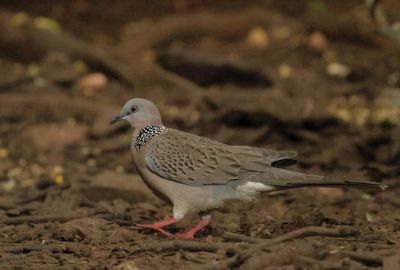 Spotted Dove - Spilopelia chinensis tigrina