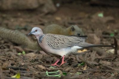 Spotted Dove - Spilopelia chinensis tigrina