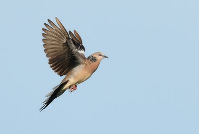Spotted Dove - Spilopelia chinensis tigrina