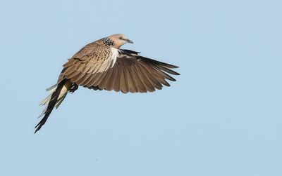 Spotted Dove - Spilopelia chinensis tigrina