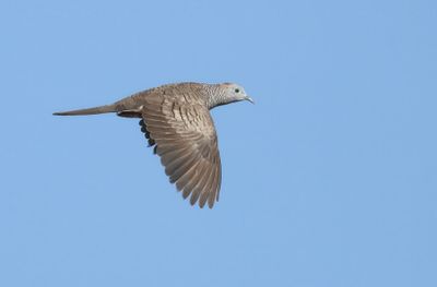 Zebra Dove - Geopelia striata