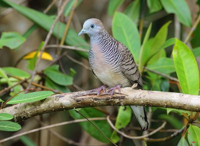 Zebra Dove - Geopelia striata