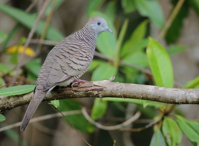 Zebra Dove - Geopelia striata