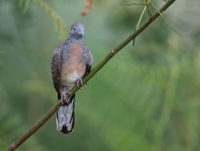 Zebra Dove - Geopelia striata