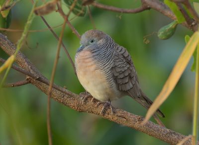 Zebra Dove - Geopelia striata