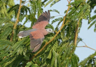 Red Collared Dove - Streptopelia tranquebarica