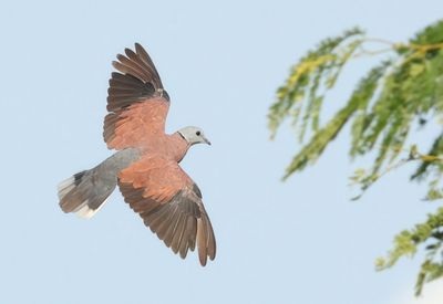 Red Collared Dove - Streptopelia tranquebarica
