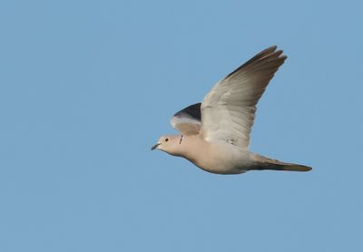 Collared Dove - Streptopelia decaocta 