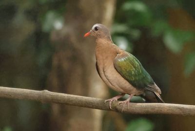 MAP: Asian Emerald Dove - Chalcophaps indica