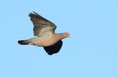 Picazuro Pigeon - Patagioenas picazuro