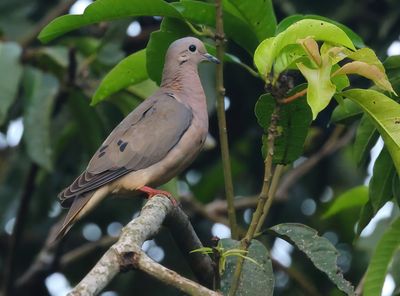 Eared Dove - Zenaida auriculata