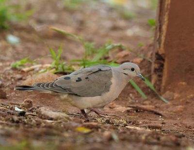 Eared Dove - Zenaida auriculata