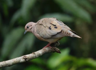Eared Dove - Zenaida auriculata