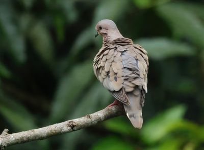 Eared Dove - Zenaida auriculata