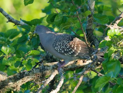 MAP: Spot-winged Pigeon - Patagioenas maculosa