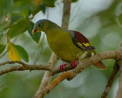 MAP: Thick-billed Green-Pigeon - Treron curvirostra