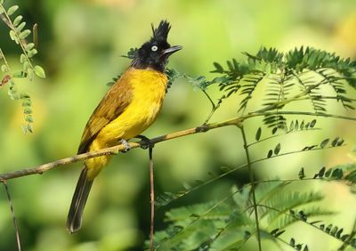 Black-crested Bulbul - Rubigula flaviventris caecilii