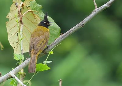 Black-crested Bulbul - Rubigula flaviventris caecilii