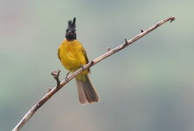 Black-crested Bulbul - Rubigula flaviventris caecilii
