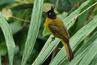 Black-crested Bulbul - Rubigula flaviventris caecilii