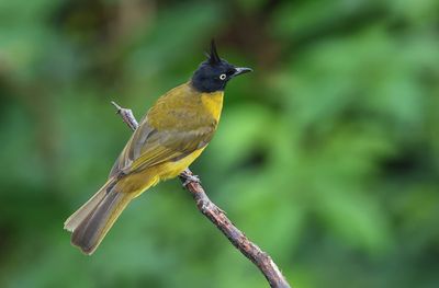 Black-crested Bulbul - Rubigula flaviventris caecilii