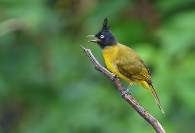Black-crested Bulbul - Rubigula flaviventris caecilii