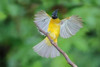 Black-crested Bulbul - Rubigula flaviventris caecilii
