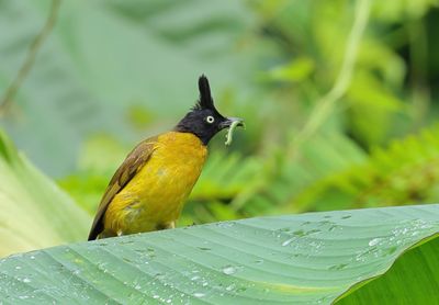 Black-crested Bulbul - Rubigula flaviventris caecilii