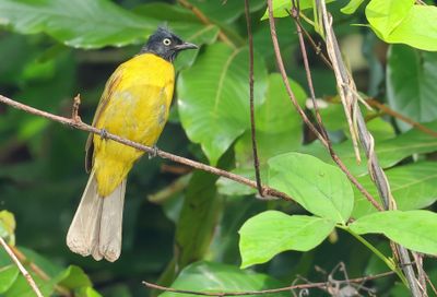 Black-crested Bulbul - Rubigula flaviventris caecilii