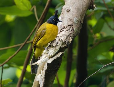 Black-crested Bulbul - Rubigula flaviventris caecilii