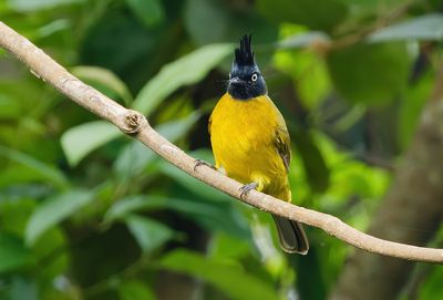 Black-crested Bulbul - Rubigula flaviventris caecilii
