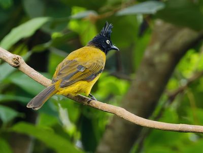 Black-crested Bulbul - Rubigula flaviventris caecilii
