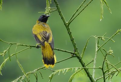 Black-headed Bulbul - Microtarsus melanocephalos