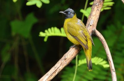 Black-headed Bulbul - Microtarsus melanocephalos