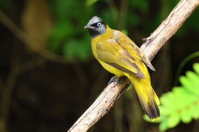 Black-headed Bulbul - Microtarsus melanocephalos