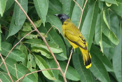 Black-headed Bulbul - Microtarsus melanocephalos