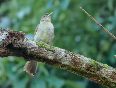 Buff-vented Bulbul - Iole crypta