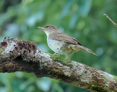 Buff-vented Bulbul - Iole crypta