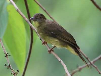 Finsch's Bulbul - Iole finschii