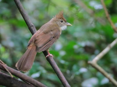 MAP: Ochraceous Bulbul - Alophoixus ochraceus